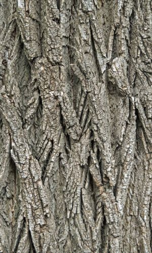 Textured picture of site of the old acacia bark in late autumn